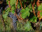 Gricigliano_20180905_084616