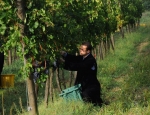 Gricigliano_20180905_084751