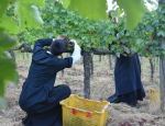 02-Vendanges-Gricigliano_20220810_064128