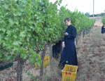 03-Vendanges-Gricigliano_20220810_064202