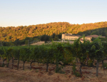 04-Vendanges-Gricigliano_20220810_064553