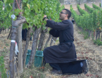 05-Vendanges-Gricigliano_20220810_065047