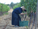 06-Vendanges-Gricigliano_20220810_065236