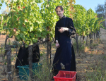 09-Vendanges-Gricigliano_20220810_073847