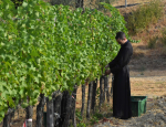 12-Vendanges-Gricigliano_20220811_083236
