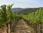 13-Vendanges-Gricigliano_20220811_083401