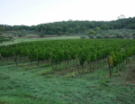 20-Vendanges-Gricigliano_20220905_070218