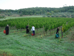 21-Vendanges-Gricigliano_20220905_070241