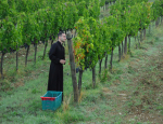 22-Vendanges-Gricigliano_20220905_070246