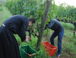 23-Vendanges-Gricigliano_20220905_070401