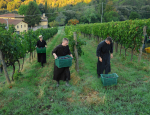 27-Vendanges-Gricigliano_20220905_070927