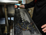29-Vendanges-Gricigliano_20220905_072828