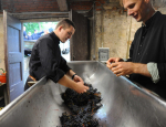 31-Vendanges-Gricigliano_20220905_072935